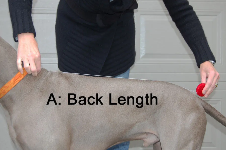 Winter Coat for Long & Lean Dogs - "Great White North" by Chilly Dogs