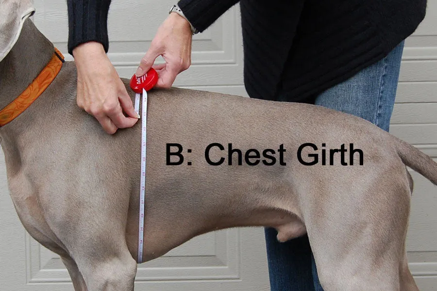 Winter Coat for Long & Lean Dogs - "Great White North" by Chilly Dogs